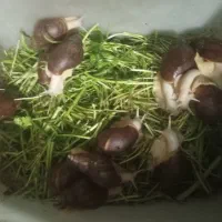 فروش چند عدد حلزون ۱۰ سانتی به قیمت دونه ای۱۰۰تومن