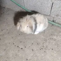 خرگوش لوپ|موش و خرگوش|سورک, |دیوار