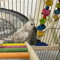 عروس هلندی وایت فیس و گل باقالی نر|پرنده|تهران, جیحون|دیوار