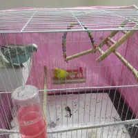 مرغ عشق جفت همراه با قفس و تجهیزات|پرنده|مشهد, زمانه|دیوار