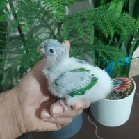 جوجه طوطی گرینچیک
