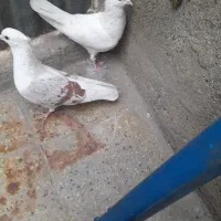 کبوتر|پرنده|دورود, |دیوار