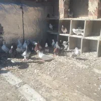 کبوترطوقی|پرنده|اردبیل, |دیوار
