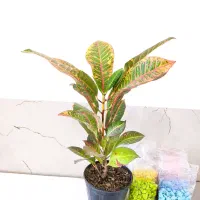 گل طبیعی|گل و گیاه طبیعی|قوچان, |دیوار