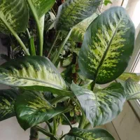 دیفن باخیا سه بوته|گل و گیاه طبیعی|خمام, |دیوار