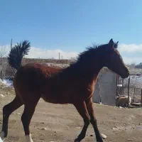 کره مادیون۷ماهه درهشور