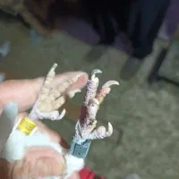 کفتر پلاکی|پرنده|زرین دشت (همدان), |دیوار