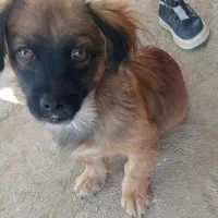 سگ آپارتمانی  کاملا سالم وخیلی زرنگ وواکسن خورده