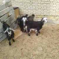 3تا بیگ تخمی داشتی