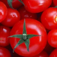 فروش گوجه درجه یک ابگیری گوجه|خوردنی و آشامیدنی|مشهد, اروند (کشف)|دیوار