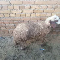 بره ماده|حیوانات مزرعه|گیان, |دیوار