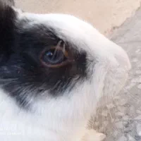 خرگوش چشم دورنگ آبی وقهوه ایی|موش و خرگوش|زاهدان, |دیوار