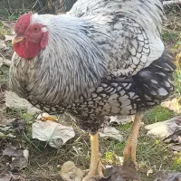 فروش مرغهای زینتی|حیوانات مزرعه|حویق, |دیوار