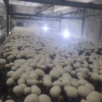 اگهی جذب نیروی اقا
