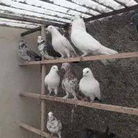 ۲۰طوق کبوتر پرشی