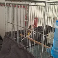 سره نر ه قیمت  ۳۵۰۰۰ تومان|پرنده|نسیم‌شهر, |دیوار