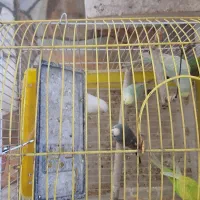 مرغ عشق|پرنده|اهواز, کوی پلیس|دیوار