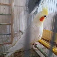 جوجه عروس هلندی و جفت گرینچیک|پرنده|مشهد, شفا|دیوار