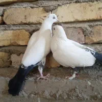 یک‌جفت‌کبوتر‌پرشی