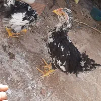 نیمچه گلین مرغ تخمگذار