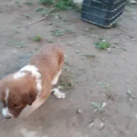 سگ افغانی نر