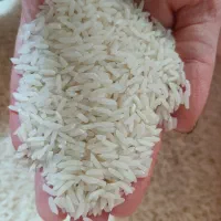 برنج طارم هاشمی اصل