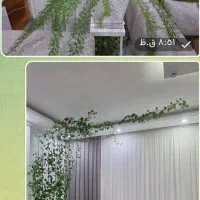 گل های زیبای آپارتمانی