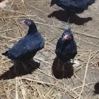 جوجه بهاری