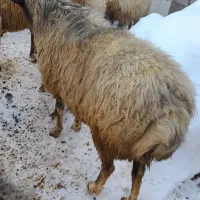 قوچ چال|حیوانات مزرعه|مشگین شهر, |دیوار