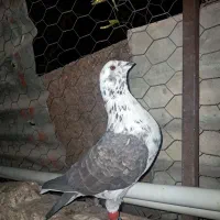 تعداد ۱۳ پرنده دوری