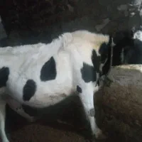 فروش یک عدد گاه شیری هرروز 12کیلوشیرمیده