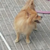 سگ پامر|سگ|بم, |دیوار