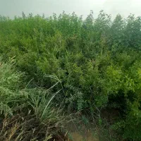 نهالستان