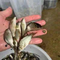 کپور و آمور|ماهی|اهر, |دیوار