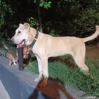 سگ نر گمشده