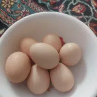 تخم مرغ محلی نطفه دار