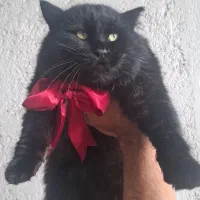 گربه سیاه پشمالو