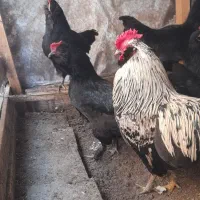 تخم نطفه دار مرغ محلی سیاه مرندی و گلین