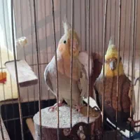 جفت طوطی عروس|پرنده|ساری, |دیوار