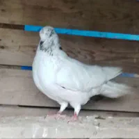 کبوتر|پرنده|گرگان, |دیوار
