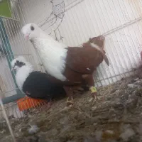 کفتر جفتگاه