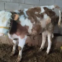 گاو گوساله سمینتال
