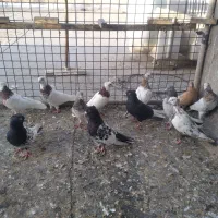 کفتر رنگی دم سفید دمبی کله ای