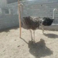 شتر مرغ|پرنده|زاهدان, |دیوار