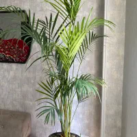 گل گلدان اریکا