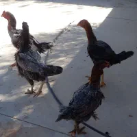 مرغ و خروس لاری طوسی|حیوانات مزرعه|اشتهارد, |دیوار