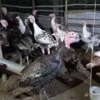 بوقلمون و مرغ محلی و تخم بوقلمون نطفه دار