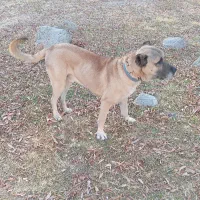 سگ سرابی|سگ|هشترود, |دیوار