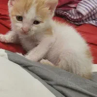 گربه dsh ماده