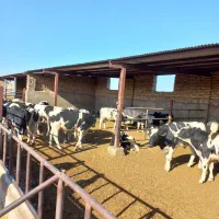 تعدا ۳۰ راس جوانه داشتی|حیوانات مزرعه|تربتحیدریه, رضاشهر|دیوار